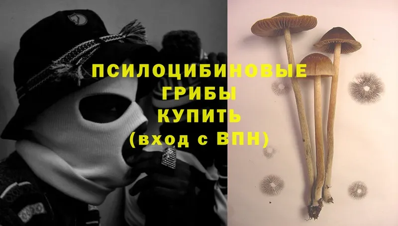 даркнет сайт  Кондопога  Псилоцибиновые грибы Cubensis 